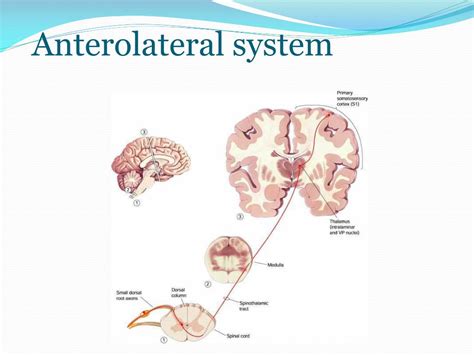 Ppt Spinal Cord Powerpoint Presentation Free Download Id6959841