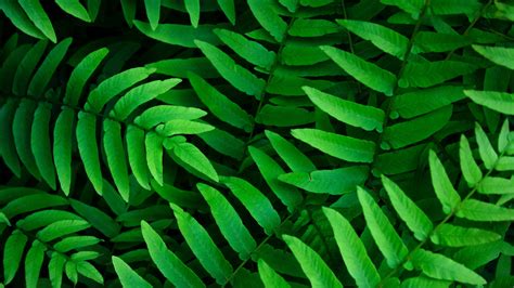 Greenery 4k Wallpaper Wallpaper Trees Light Green 4k Nature