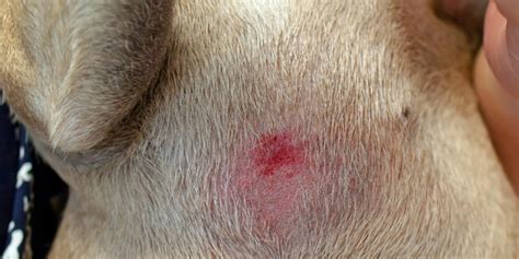 How Long Do Dog Hot Spots Take To Heal