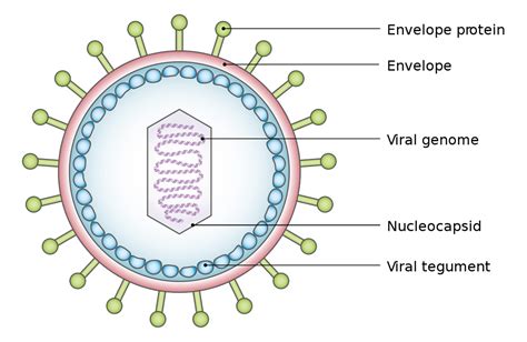 Penjelasan Ciri Ciri Dan Struktur Virus Perpustakaan Ilmu Pengetahuan