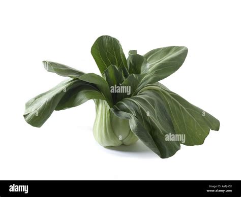 Bok Choy Chinese Cabbage Stock Photo Alamy