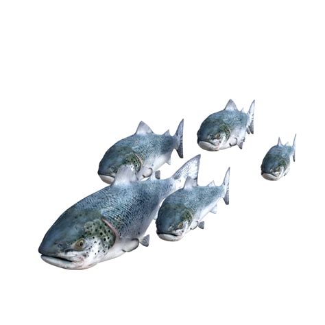 Free Fish Isolated 3d Rendering 23522429 Png With Transparent Background