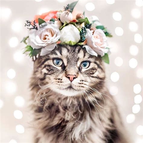 Bulaklak Crown Cat Pusa Litrato 41851687 Fanpop