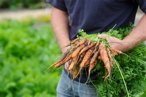 Carrots Practical Grow Guide