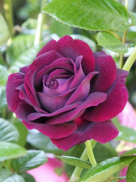 Paaps Purple Hybrid Tea Rose