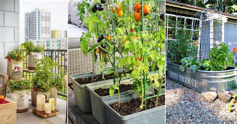 7 Top Tips To Grow More Vegetables In Small Space Balcony Garden Web