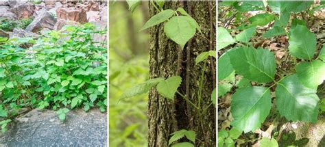How To Identify Poison Ivy Illustrated Guide Greenbelly Meals