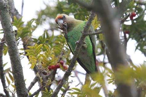 There are about 372 species in 86 genera. The Cape Parrots Of King William's Town, South Africa ...