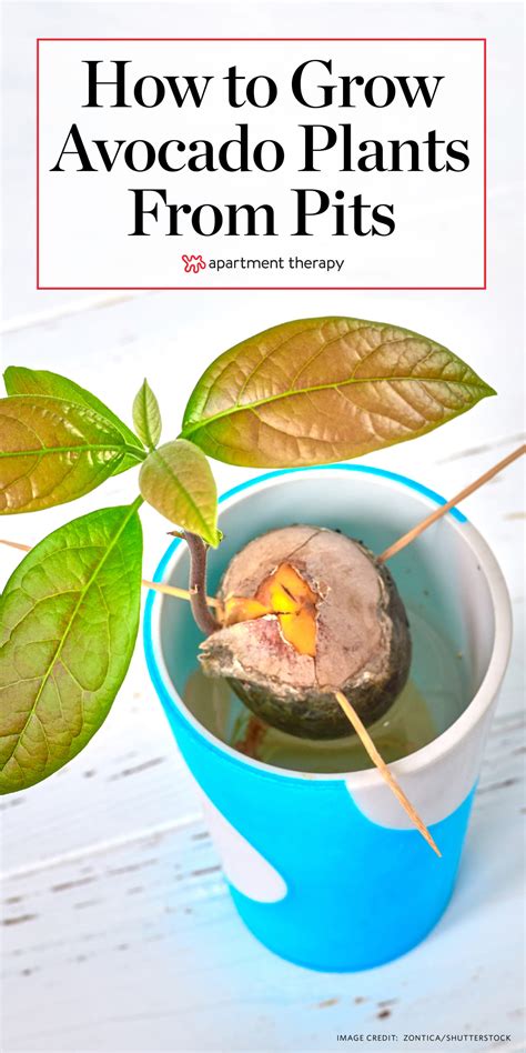 Wrap a cleaned avocado pit in a damp paper towel. How to Grow Avocado Plants From Pits | Apartment Therapy