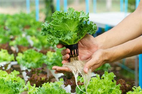 What Are Hydroponic Systems And How Do They Work Fresh Water Systems