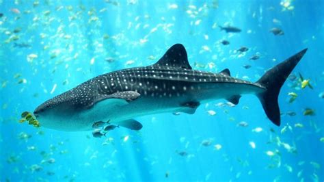 19 Fun Facts About Whale Sharks