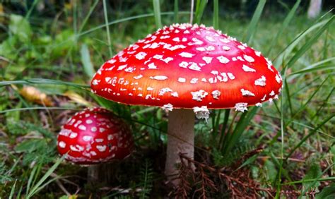 Common Species Of Poisonous Mushrooms Medicinal Mushroom 101