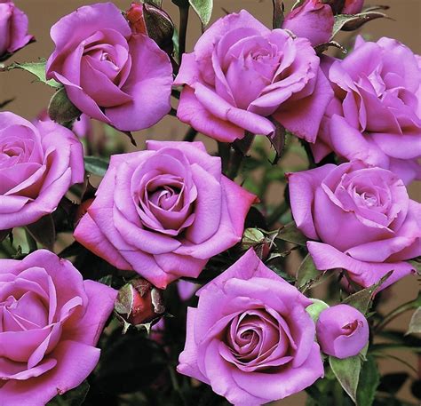 Cottage Farms Direct Perennials 4 Piece Lavender Sunblaze® Mini Rose