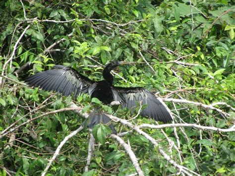 Piano Bird Picture Of Tortuguero National Park Day Tours San Jose