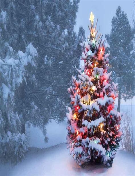 Outdoor Snow Covered Christmas Tree Glows Brightly Photography Backdrop