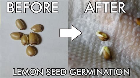 How To Grow A Lemon Tree From Seed How To Germinate Lemon Seed Youtube