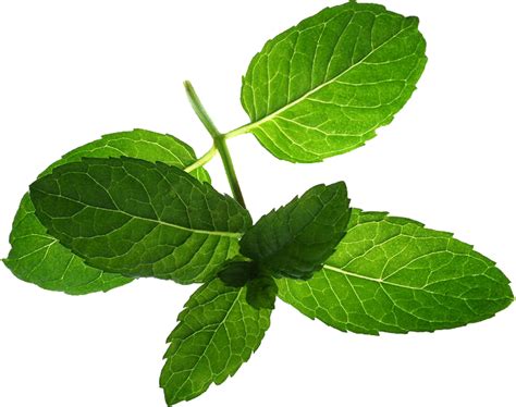 Peppermint Png Transparent Images Png All