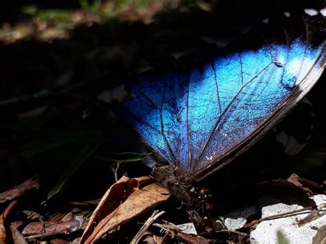 La Mariposa Morfera Azul Un Icono Amazónico Aceer