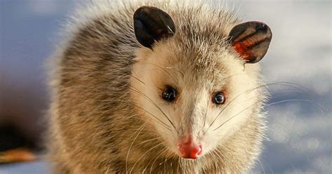 Awesome Opossums How Well Do You Know Opossums • The National