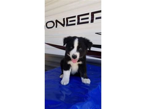 Bringing a new border collie dog into your home can have a very positive impact on your family and lifestyle. 3 loving Border Collie Puppies up for adoption in San Benito, Texas - Puppies for Sale Near Me