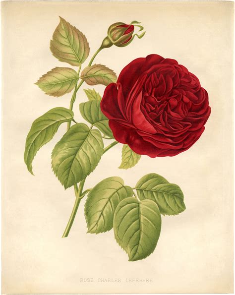 10 Free Vintage Roses Images Gorgeous The Graphics Fairy Free