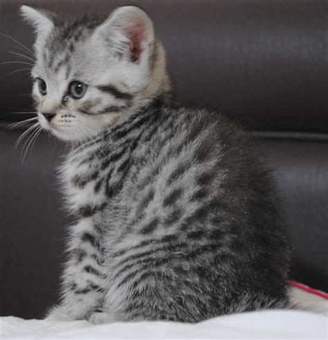 43 Silver White British Shorthair Kitten Furry Kittens
