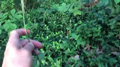 Useful Plant Wintercreeper Youtube