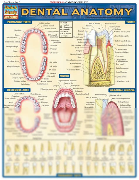 Solution Barcharts Quickstudy Dental Anatomy By Rich Marino Z Lib Org