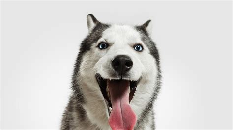 diente carolino Fobia razas de perros espectaculares Cielo Policía Asia