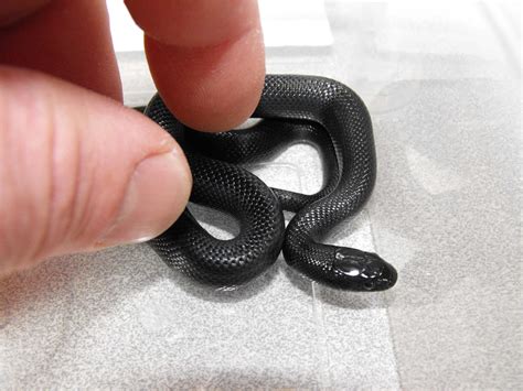 See more of calif king snake for sale on facebook. SW England Mexican Black King Snake Hatchlings - Reptile ...