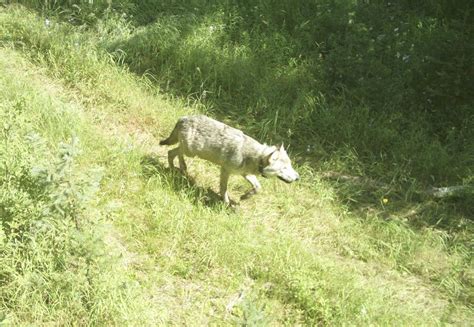 Wolf Depredation Of Livestock Sets Record In Idaho Commission Says