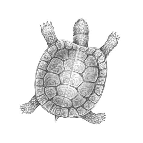 Here's a really simple script that will as you can see, you need to create an instance of the turtle and then have it draw a circle. How to Draw a Turtle