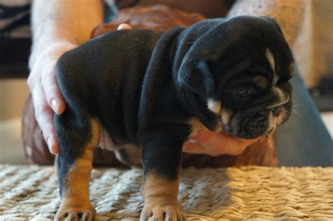 Black And Tan English Bulldog Rare But I Want One Pics Pinterest