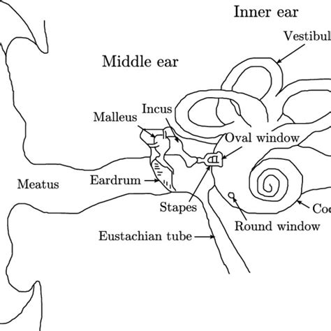 3 The Structure Of The Peripheral Auditory System Inspired From 50