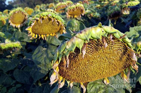 Dying Sunflowers In Field By Sami Sarkis
