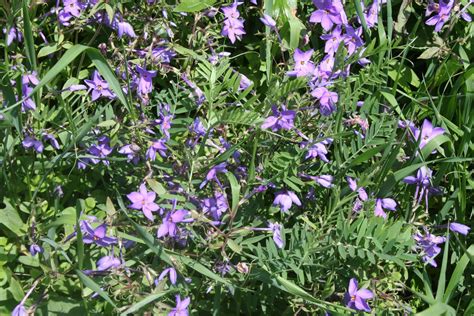 Our Garden Journal: Kvetching about Vetch