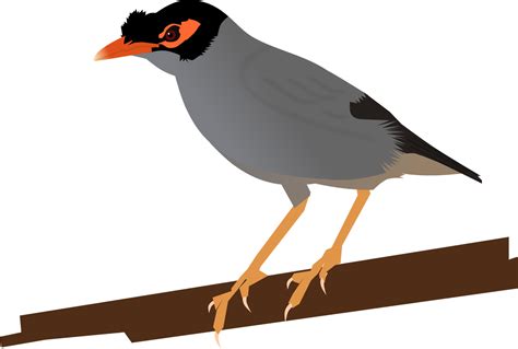 Common Myna Svg Download Common Myna Svg For Free 2019
