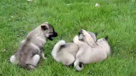 Keeshond Mix Puppies For Sale Youtube