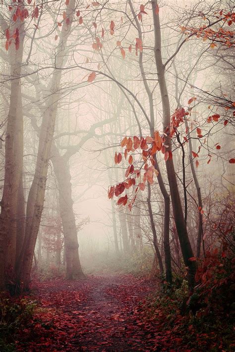 Atmospheric Forest Photography Norsey Woods In Essex Copyright