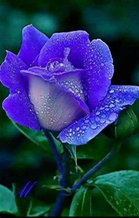 462 Best Blue Roses Images On Pinterest Blue Roses Beautiful Flowers