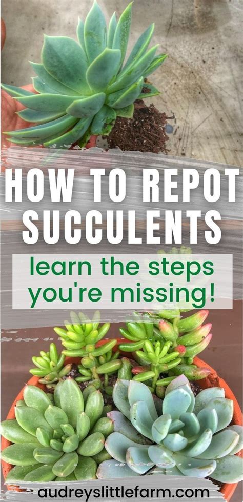 How To Repot Succulents A Comprehensive Guide Ihsanpedia
