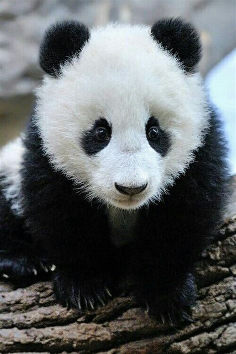 Osito Panda Baby Panda Bears Panda Bear Baby Animals