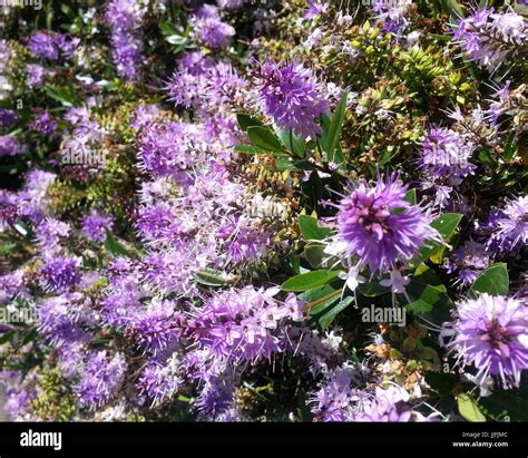 Purple Cluster Of Flowers Stock Photo Alamy