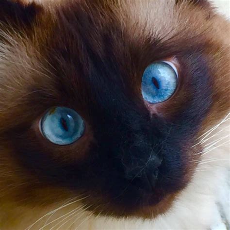 Blue Eyed Hypoallergenic Siberian Kitten Beauty Croshka Siberians