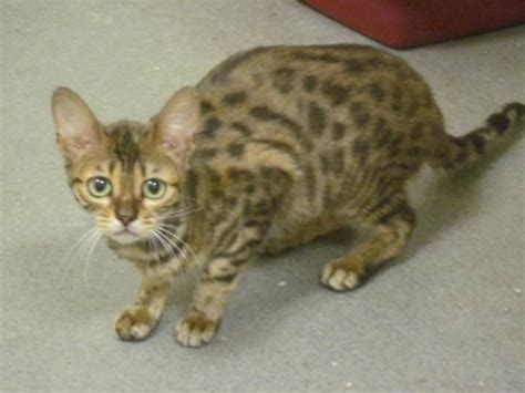 Click on a number to view a list of all bengal rescue groups in that state. 1000+ images about Available Bengal Cats and Kittens on ...