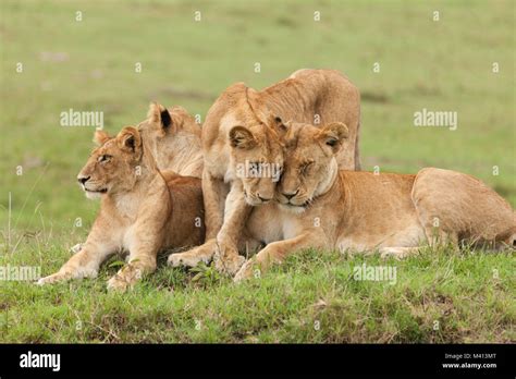 A Pride Of Lions On The Grasslands Of The Maasai Mara Kenya Stock