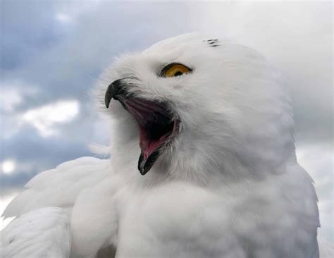 Gambar Gratis Burung Paruh Mata Bulu Satwa Liar Burung Hantu Putih