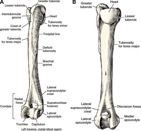 Minimally Invasive Osteosynthesis Techniques For Humerus Fractures
