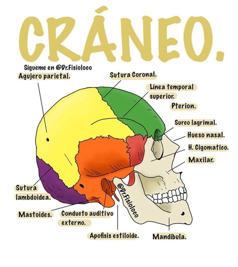 Esquema Del Cráneo ¡fotos And Guía 2021