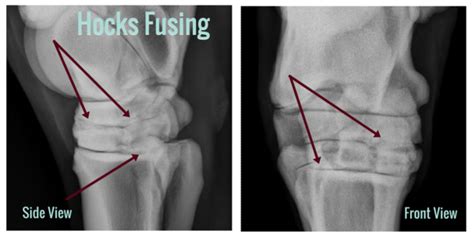 Distal Hock Arthritisosteoarthritis In Sport Horses Sport Horses Vet